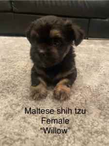 Maltese Shih Tzu Puppies for Sale