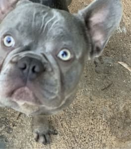 French Bulldogs Solid lilac (no brindle) with superb DNA