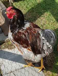 Wyandotte Rooster for free