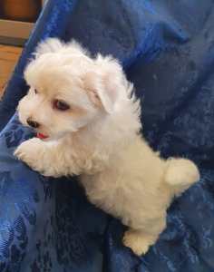 AVAILABLE NOWMaltese x bichon frise puppies looking for forever homes 