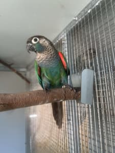 Pearly Conure Pair