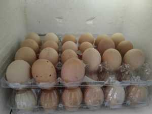 Plymouth Rock chicken fertile eggs