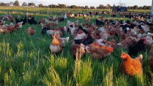 Organic laying chickens