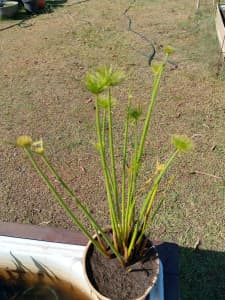 Water pond plants for sale 