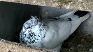 Pigeons Iranian & homing from $10