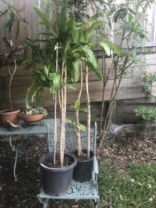 2 tall happy plants 