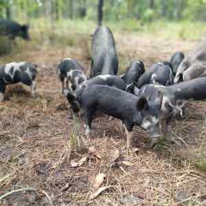 Piglets - ready to go now