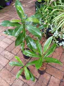 Magnolia plants 400mm tall $7