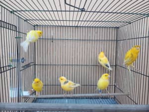 Young Male and Female Canaries