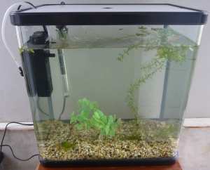 32 Liter Fish Tank Set Up, with Filter, Heater, Lid, Plants and Gravel