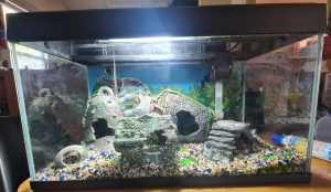 🐠🐠 50 litre fish tank with all accessories 🐠🐠