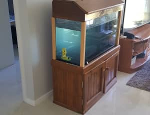 3 foot fish tank with African cichlids bristle nose & ornaments 