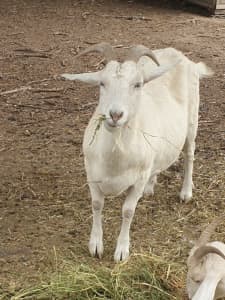 Doper and Suffolk Sheep Border and Sanneg Goats