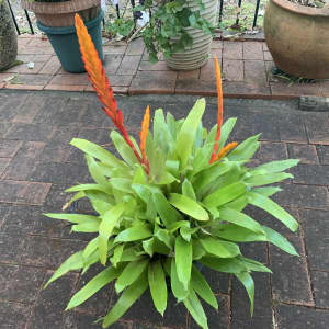 Large, Healthy, Growing Strong Bromeliad Plant in Self-watering Pot