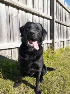 Black Labrador looking for playmate