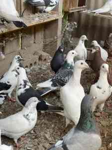 Pigeons for sale 