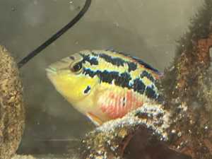 Tropical cichlid fish