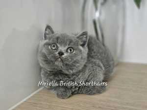 British Shorthair Kittens & Adults