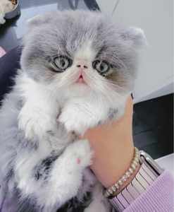 Adorable Exotic Persian shorthair kittens are available now