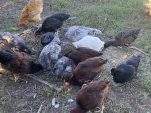 Young free range free delivery within metropolitan area roosters 