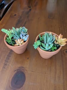 Succulents decorative in small pots.