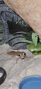 Knob tailed gecko and enclosure 
