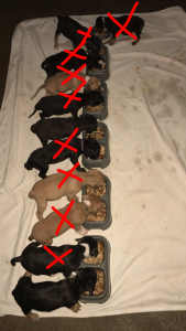 ONLY 2 PUPPIES LEFT GET IN QUICK