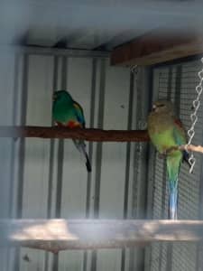 Pair of Mulga Parrots and 2 Female Mulgas