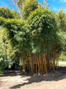 China Gold clumping Bamboo (Bambusa Eutuldoides Viridi-Vittata)