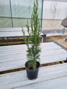 Juniperus Spartan Conifer
