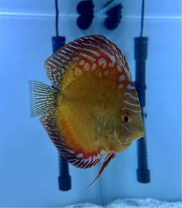 Discus (Large Male)