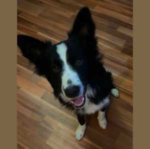 10 month old purebred border collie pup girl