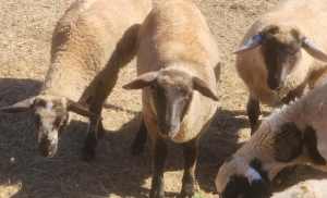 5month old lambs wethers, male female 9 in total