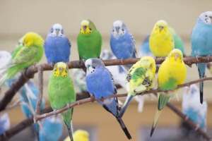 Young and Adult Budgies for Sale