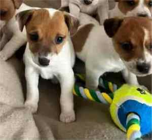 Jack Russell Puppies For Sale - 1 left