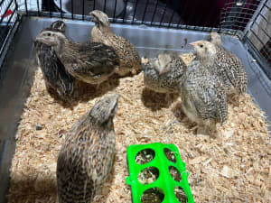 Quail ready to go and just hatch