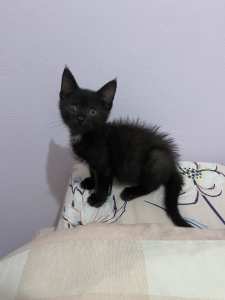 ADORABLE RESCUE KITTEN - VET CHECKED, VACC, MICROCHIP