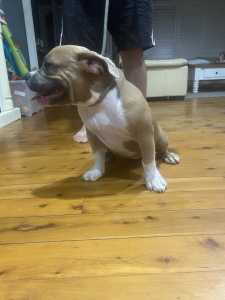 American Bully Pups $2000 full papers 