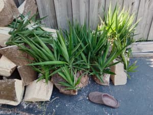YUCCAS Free pick up small Yuccas