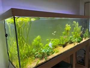 Beautiful planted aquarium, 2.1m long