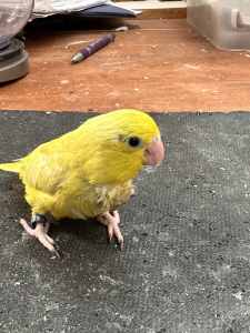 Baby Parrotlets Handraised To Be Friendly Pets