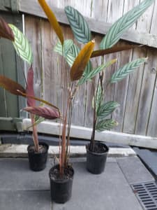 Tall - Large Never Never - Potted Indoor Plants