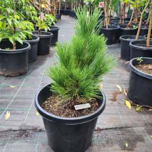Pinus thunbergii Thunderhead Japanese Black Pine Tree in 30cm pot