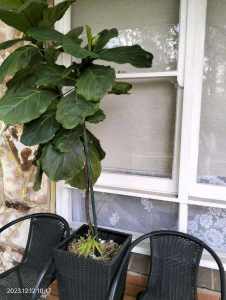 Fiddle-Leaf Fig 2 meter 