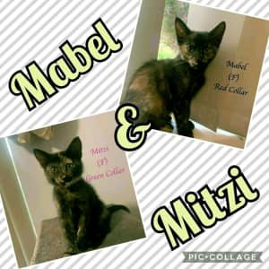 Mitzi & Mabel - Perth Animal Rescue vet work inc cat/kitten