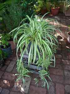 Spider plants advanced that would instantly green a bare patio space