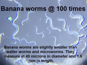 EBay best seller Banana worms for fry fish shrimp and snail