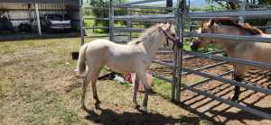 Welsh Pony Mare and Filly