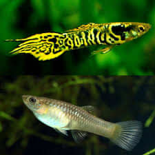 Guppy pure strain tiger endlers for sale
