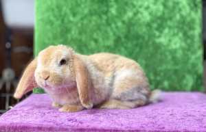 Plush lop baby rabbit 